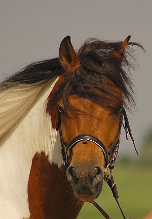 Hucul Horse