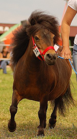Polish Pony