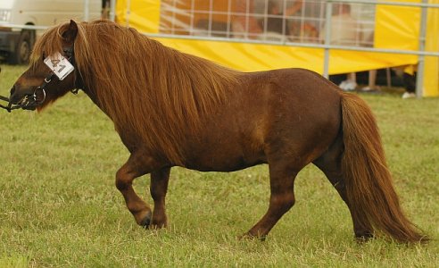 Polish Pony