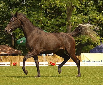 Malopolska Horse