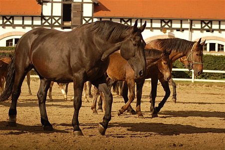 Silesian Horse
