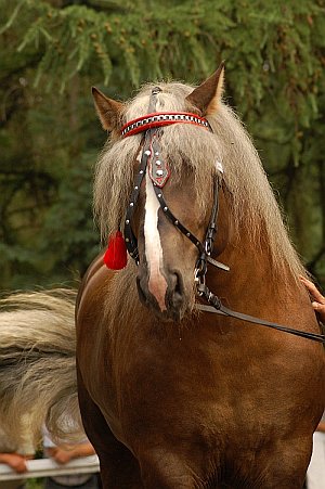 Polish Coldblood Horse